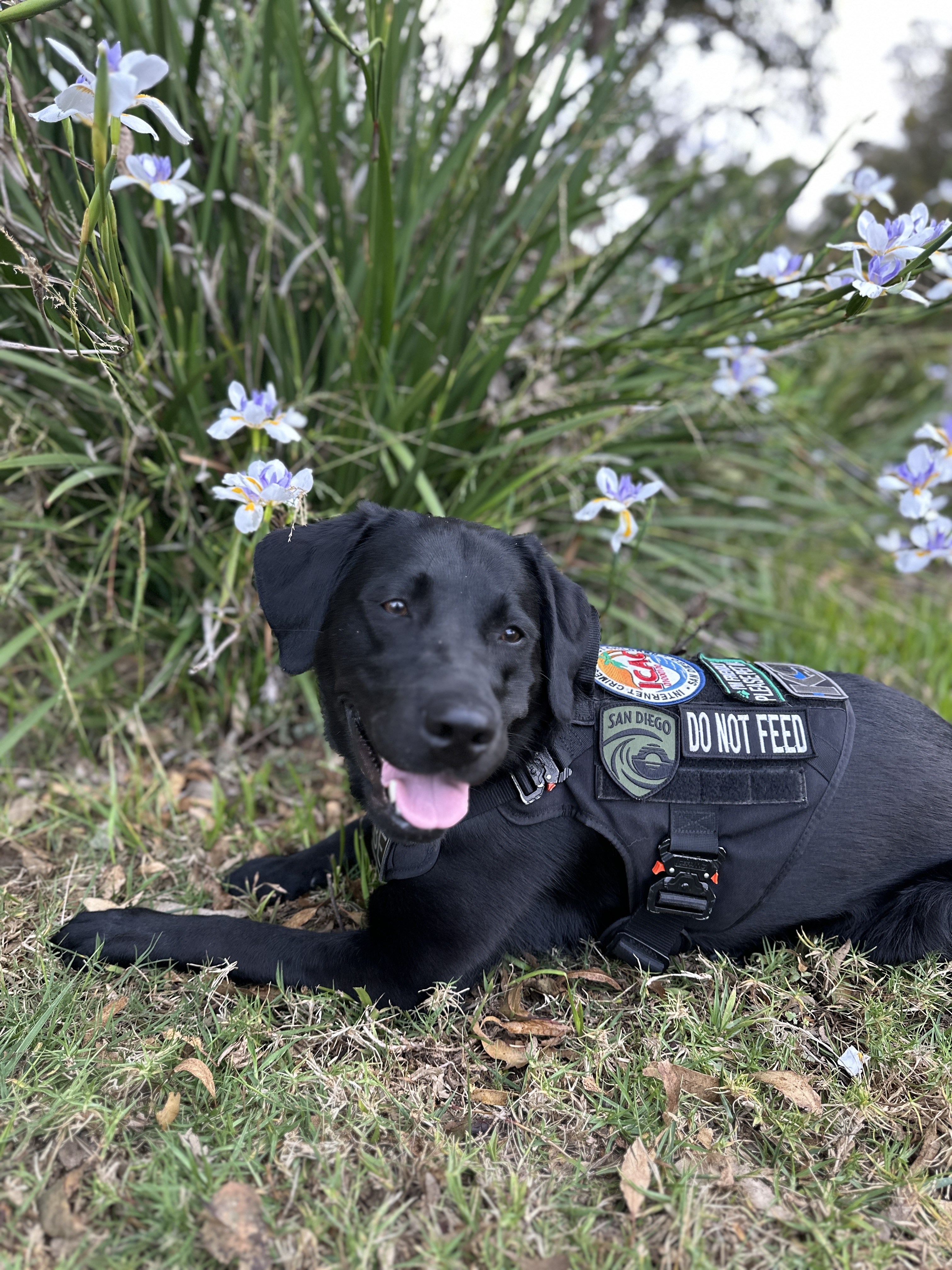 Amber Banning / ESD K9 Phoebe