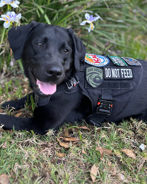 Speaker profile image for Amber Banning / ESD K9 Phoebe